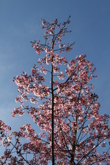 Kirschbaum mit pinkfarbenden Blüten vor blauem Frühlingshimmel - 337263553