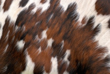 Boeuf race normande, détail du pelage