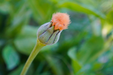 nice orange flower bud