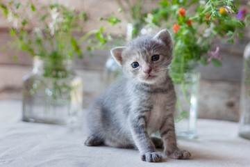 Cute gray tree-week-old kitten is looking curious 
directly into the lens. Blurry background with copy space for text. Newborn kitten, kid animals veterinary concept. Greeting card.