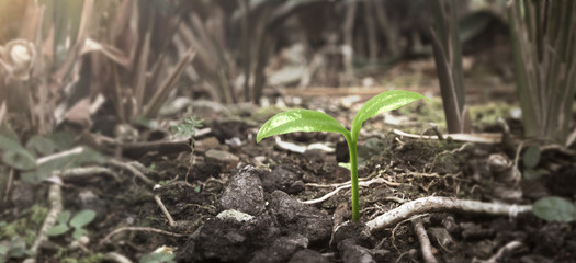 Young plant growing.  concept of earth conservation and global warming