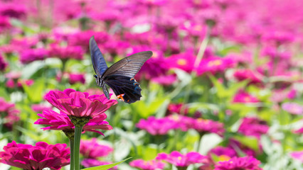 Fototapeta premium beautiful place with a sea of flowers with nice color