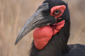 Portrait of wild giant african ground hornbill bird © Pedro Bigeriego