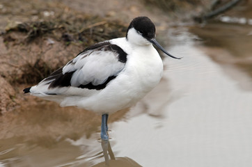 Avocet standing in a pond