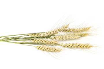 Wheat ears isolated on a white background
