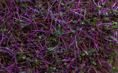 Microgreen - young shoots of plants, which are used both for food and for decorating dishes. It is used in salads, soups, cocktails, smoothies, other drinks and dishes.