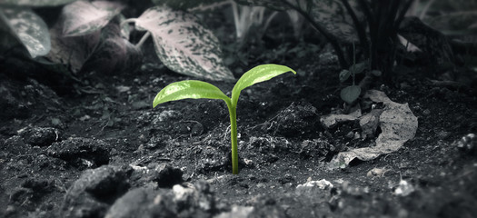 Young plant growing.  concept of earth conservation and global warming