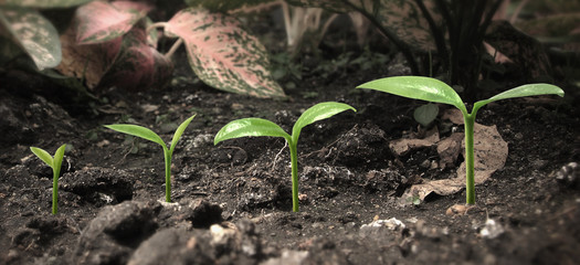 Young plant growing.  concept of earth conservation and global warming