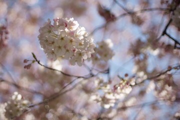 Obraz premium Spring to action for 2020