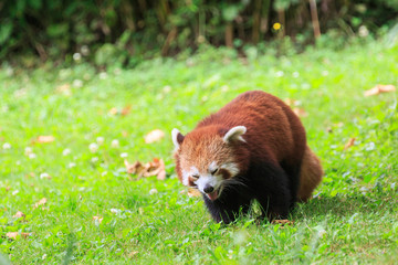 A red panda, a small mammal native to the Himalayas and southwestern China, in a grassy field