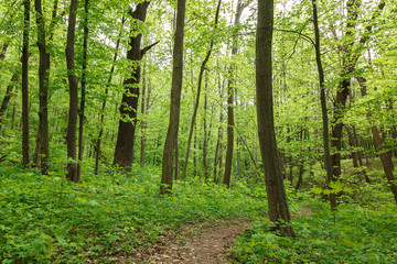 Green deciduous forest on a sunny day