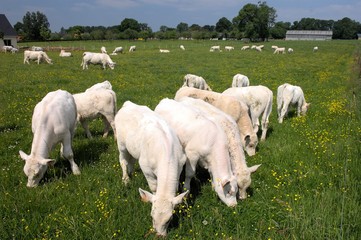 Vaches et veaux charolais au paturage, veau sous la mère