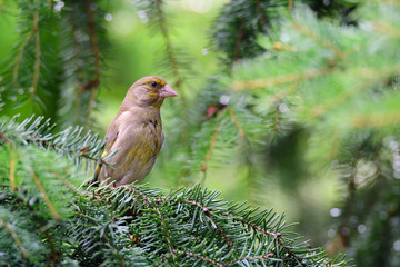 Junge Grünfinken warten auf Futter	