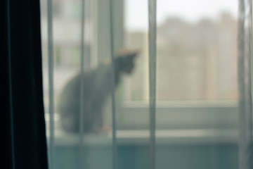 A cat sitting on a window sill and looking out the window, the silhouette of a cat...