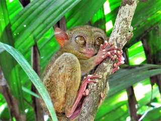Close-up Of Tarsier Relaxing On Plant