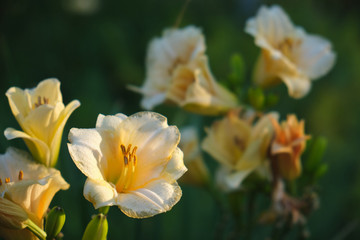 Fototapeta na wymiar White flowers in the park illuminated by the morning sun