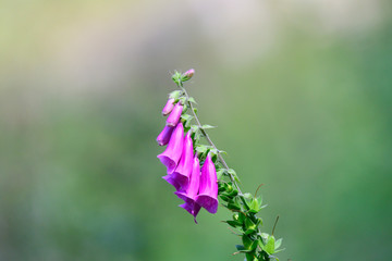 Roter Fingerhut - digitalis purpurea © Karin Jähne