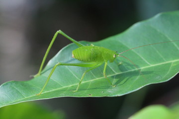 unbestimmte Blattschecke - Sri Lanka
