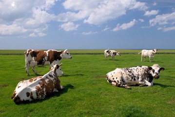 Troupeau de vaches normandes au pré