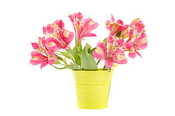 Fresh lily flowers isolated on a white background