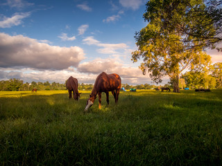 Naklejka premium Horses In Field On Beautiful Afternoon