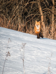 Red Fox in Snow