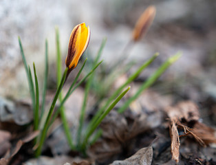 orange crocus flowers in the forest closeup image of first spring flowers that growing in the forest. yellow flowers blossom close-up view.