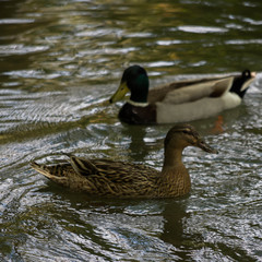 Couple de canards