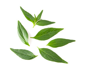 Kariyat or Andrographis paniculata  green leaves isolated on a white background