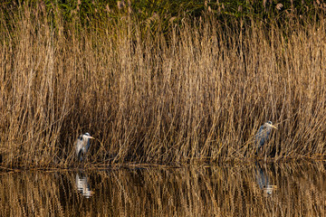 Graureiher stehen am Schilfrand in der Sonne