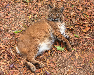 A sleepy bobcat  relaxing on the leafy ground