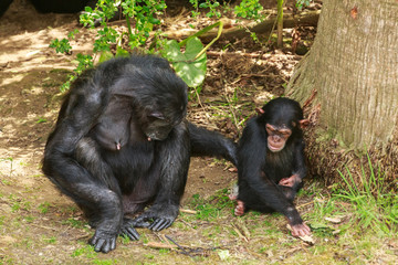 A chimpanzee mother playfully pokes her infant