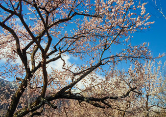 beautiful white flowers on an apricot tree. spring flowering apricot tree in the garden against a blue sky