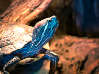 Turtle in Profile