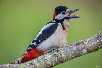Great spotted woodpecker 
It shows its long tongue 