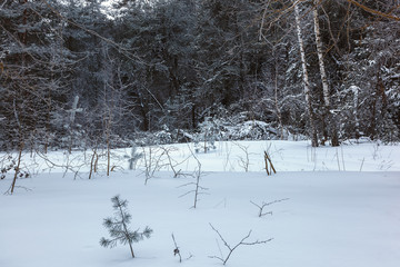 Winter pine forest under white snow. Landscape