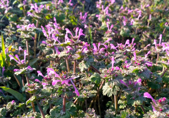 Obraz premium flowers in the garden