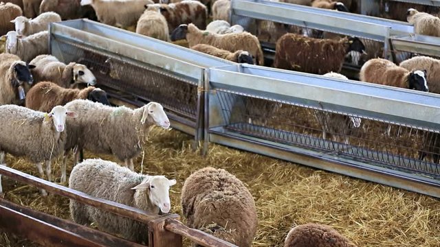 Flock of sheep