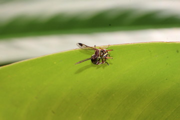 unbestimmte Wespe putzt sich