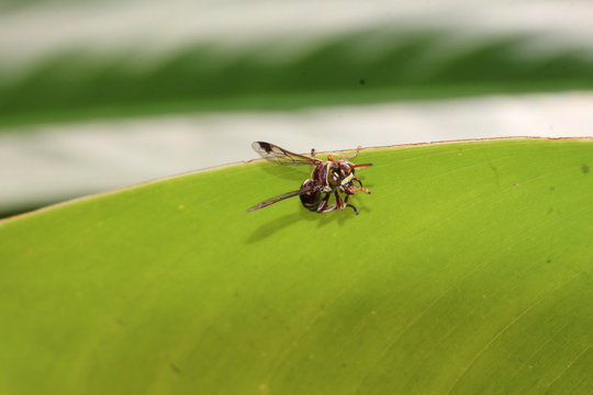 unbestimmte Wespe putzt sich