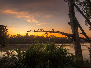 Beautiful River Sunrise With Ducks