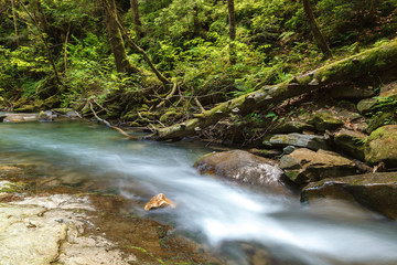 Naklejka na ściany i meble Mountain river creek among stones and trees