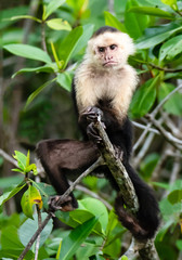 male capuchin monkey posturing in the branches of mangoves in costa rica