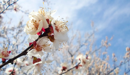 Pink apricot tree blossom in a city park on a spring day. Beautiful nature background.