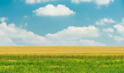 summer landscape with fluffy clouds and cultivated fields in dobrogea region, romania