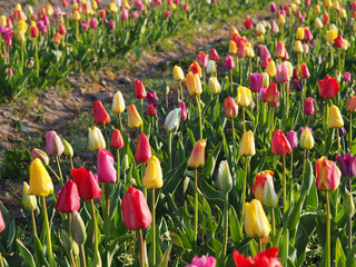 champs de tulipes au printemps