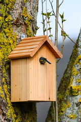 Nichoir mésange bleue