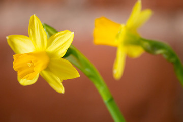 Obraz premium Yellow Daffodils (Narcissus) flower in Spring. Beautiful spring time and Easter decoration.