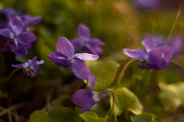 Fototapeta na wymiar Garden violet closeup with water drops, background. Pansies. Purple flowers