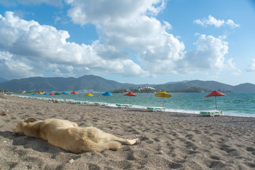 The beach with colored umbrellas and a sleeping dog in the foreground